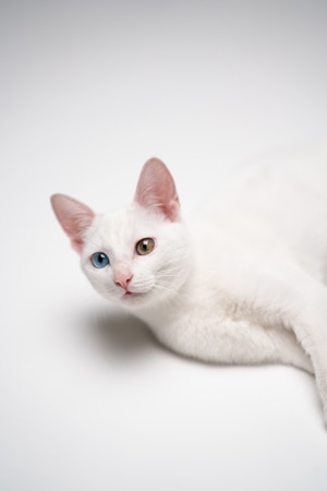 萌宠写真-猫-动物-宠物-猫 图片素材