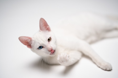 萌宠写真-猫-动物-宠物-猫 图片素材