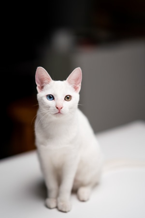 萌宠写真-猫-动物-宠物-猫 图片素材