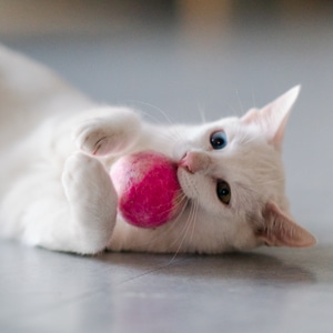 萌宠写真-猫-动物-宠物-猫 图片素材