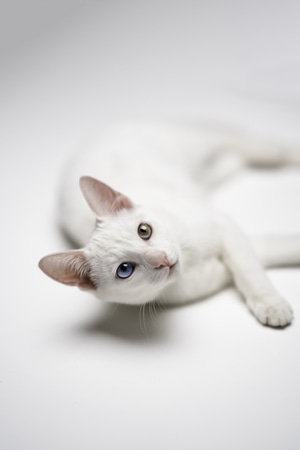 萌宠写真-猫-动物-宠物-猫 图片素材