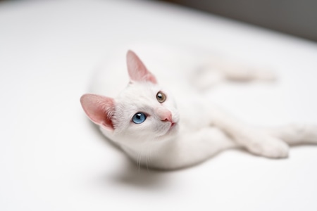 萌宠写真-猫-动物-宠物-猫 图片素材