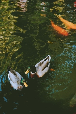 鲤鱼-鸳鸯-池塘-湖面-戏水 图片素材