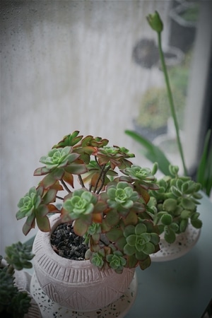植物-绿植-多肉-盆栽-植物 图片素材