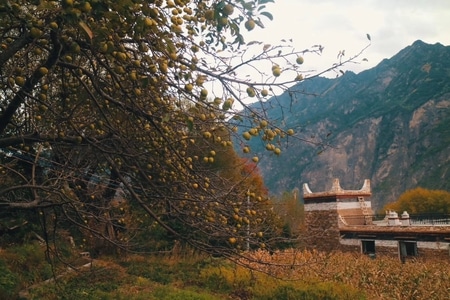 川西-旅拍-风景-树-树木 图片素材