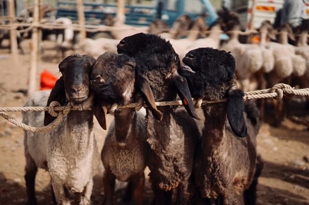 旅拍-人文-新疆-动物-羊 图片素材
