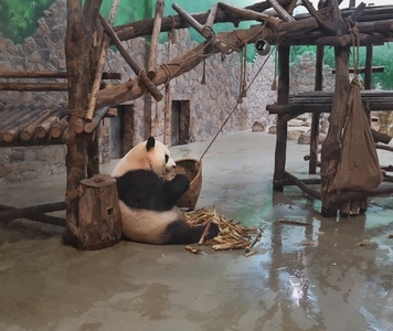 华为手机摄影-去拍-在路上-动物-熊猫 图片素材