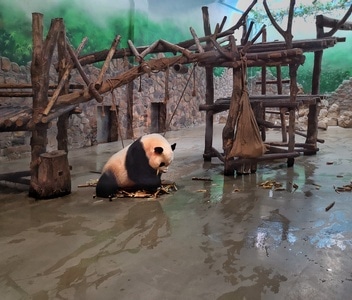 华为手机摄影-去拍-在路上-动物-熊猫 图片素材