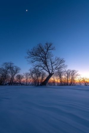 风光-雪景-新年好-日月同辉-树 图片素材