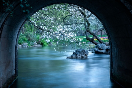 樱花-杭州-西湖-倒影-太子湾 图片素材