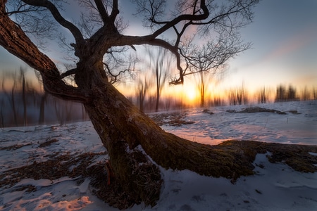 风光-雪景-树木-树-树干 图片素材