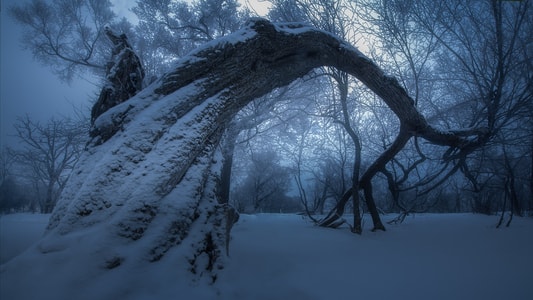 旅游-风光-森林-雪景-树 图片素材