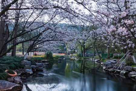 樱花-杭州-西湖-太子湾公园-樱花 图片素材