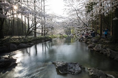 杭州-西湖-太子湾公园-樱花-风景 图片素材