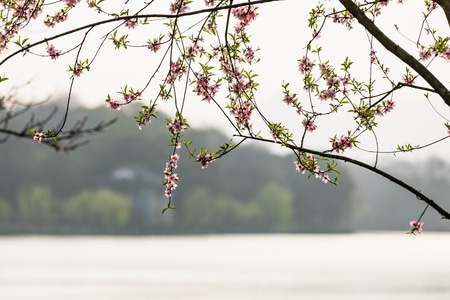 杭州-西湖-白堤-桃花-花 图片素材