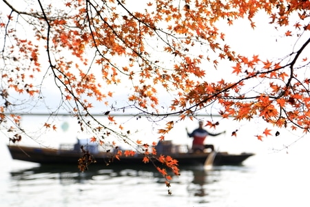 杭州-西湖-平湖秋月-枫叶-红叶 图片素材