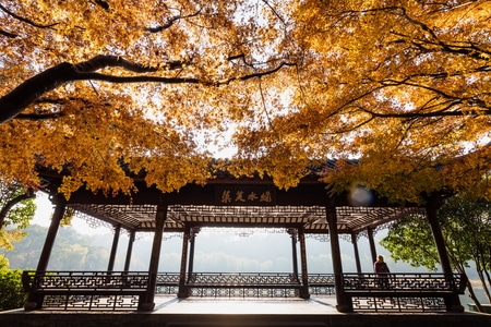 杭州-西湖-秋色-枫叶-红叶 图片素材