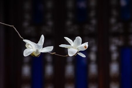 杭州-白玉兰-胡雪岩故居-花-花卉 图片素材