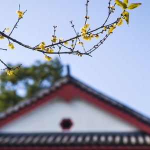 杭州-孤山探梅-蜡梅-蜡梅-花 图片素材