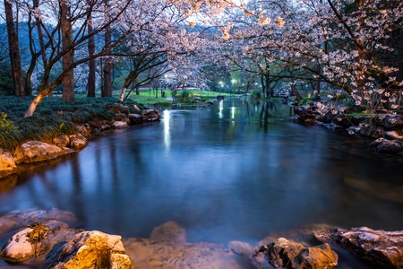 杭州-西湖-樱花-花卉-太子湾 图片素材