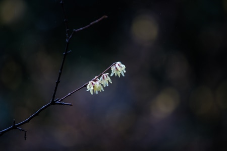 杭州-灵峰探梅-腊梅-花-梅花 图片素材