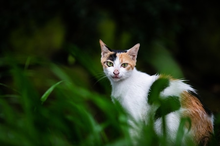 杭州-北山街-小猫-宠物-猫咪 图片素材