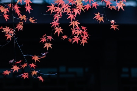 杭州-西湖-曲院风荷-秋天-枫叶 图片素材