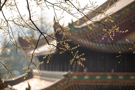 杭州-西湖-净慈寺-净慈寺-花 图片素材