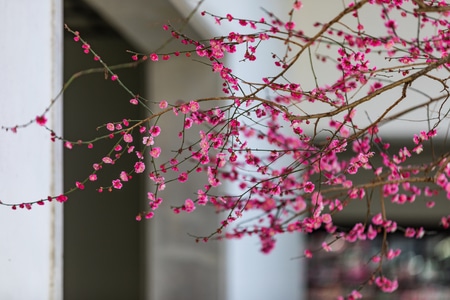 杭州-西湖-植物园-梅花-玉泉 图片素材