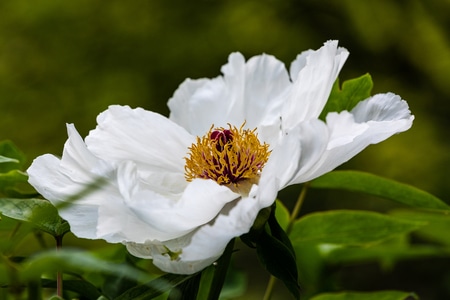 杭州-西湖-花港观鱼码头-牡丹-花 图片素材