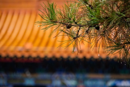 内蒙古-呼和浩特-大召寺-雨中-寺庙 图片素材