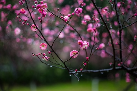 杭州-灵峰探梅-雨中-梅花-梅花 图片素材