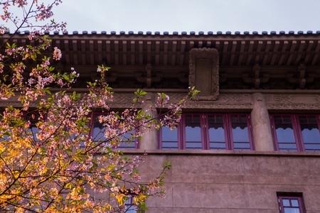 旅行-风光-武汉大学-樱花-夜樱 图片素材