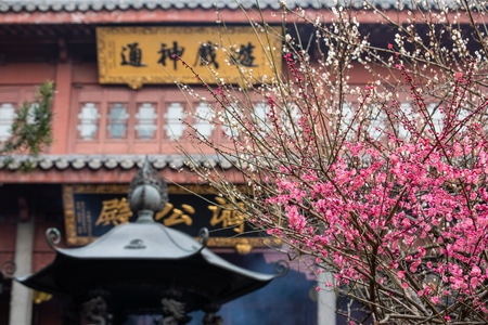 杭州-灵隐寺-梅花-探梅-花卉 图片素材