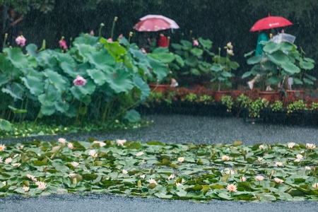 杭州-西湖-雨中-郭庄-荷花 图片素材