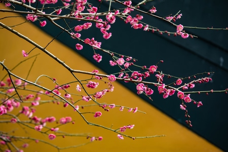 杭州-灵隐寺-梅花-探梅-花卉 图片素材