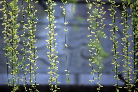 温岭市-柳树-发芽-植物-柳条 图片素材