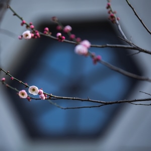 杭州-西湖-孤山-探梅-梅花 图片素材