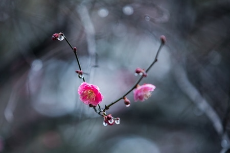 杭州-西湖-曲院风荷-湛碧楼-梅花 图片素材