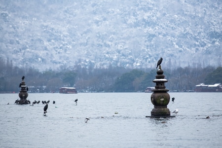 杭州-西湖-三潭印月-鸬鹚-西湖 图片素材