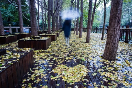 杭州-朝晖-银杏林-落叶-雨中 图片素材