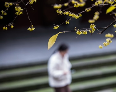杭州-灵隐寺-寺庙-腊梅-花卉 图片素材