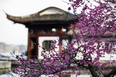 杭州-西湖-曲院风荷-梅花-梅花 图片素材