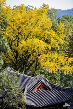 杭州-韬光寺-寺庙-秋色-黄叶 图片素材