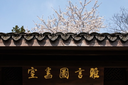 杭州-西湖-春天-花卉-樱花 图片素材