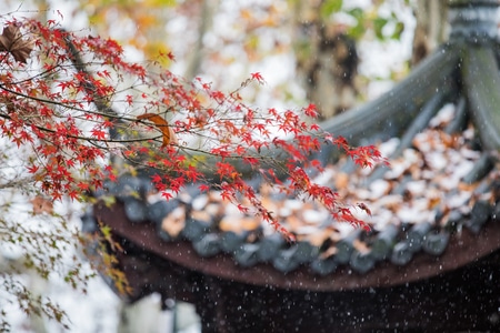 杭州-西湖-雪天-白雪-树叶 图片素材