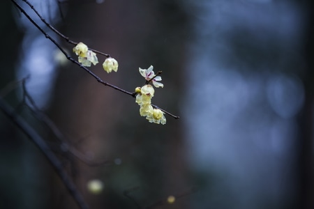 杭州-灵峰探梅-腊梅-花-梅花 图片素材