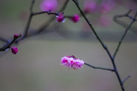 你好2020-杭州-灵峰探梅-梅花-雨中 图片素材