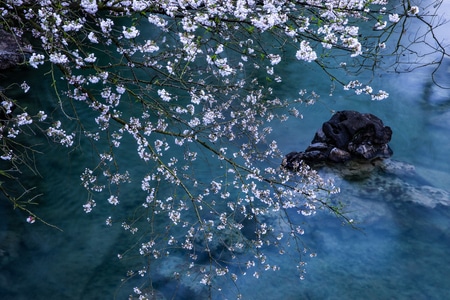 杭州-西湖-樱花-花卉-太子湾 图片素材