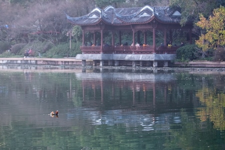 杭州-西湖-鸳鸯-西湖-湖 图片素材